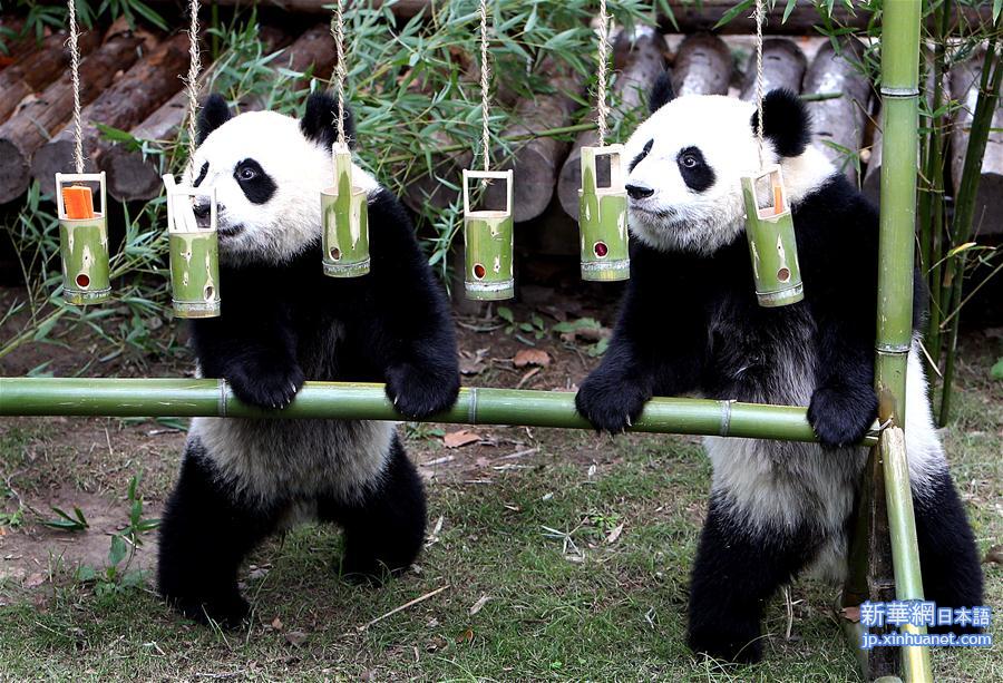（社会）（4）上海大熊猫龙凤胎周岁庆生
