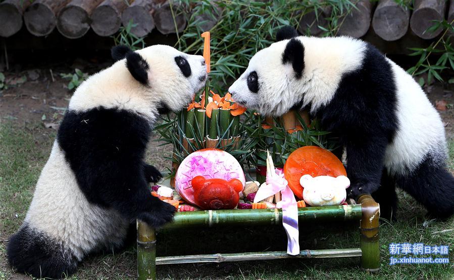 （社会）（5）上海大熊猫龙凤胎周岁庆生
