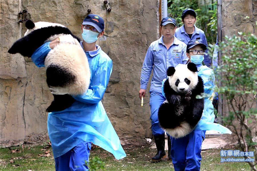 （社会）（6）上海大熊猫龙凤胎周岁庆生