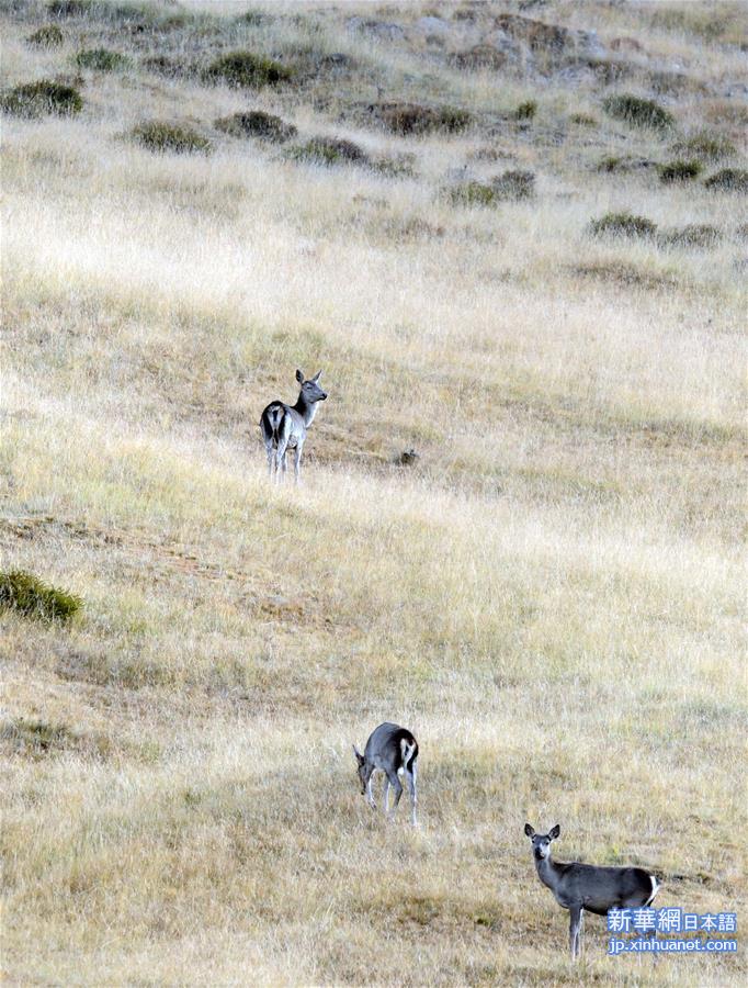 （环境）（4）海拔3000米以上的半野生鹿基地
