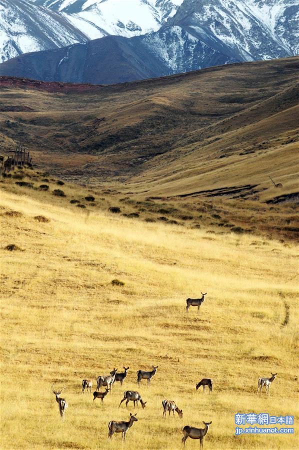 （环境）（2）海拔3000米以上的半野生鹿基地