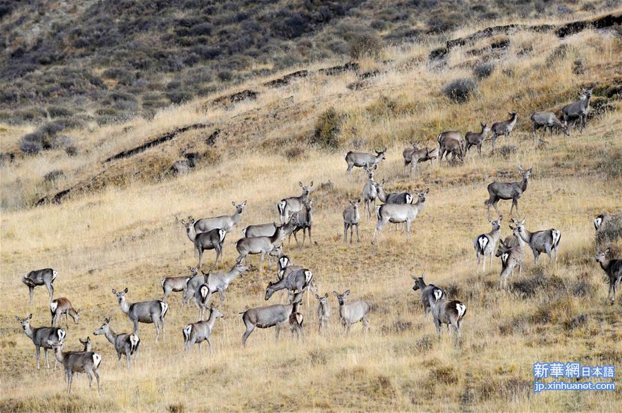 （环境）（1）海拔3000米以上的半野生鹿基地