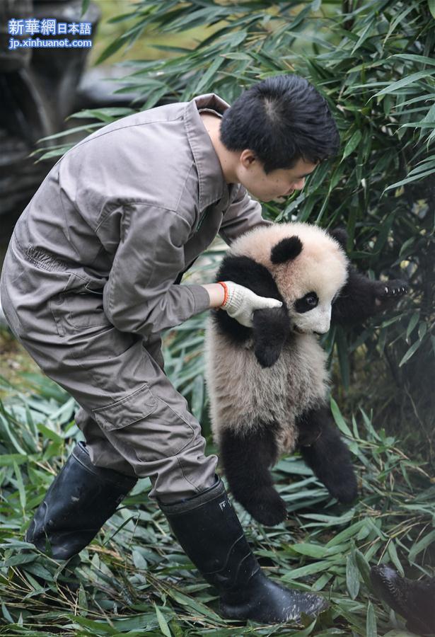 （社会）（1）中国大熊猫保护研究中心2017年繁育大熊猫幼仔42只