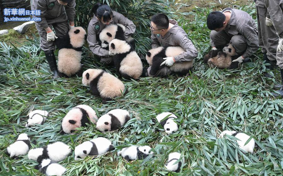 （社会）（2）中国大熊猫保护研究中心2017年繁育大熊猫幼仔42只