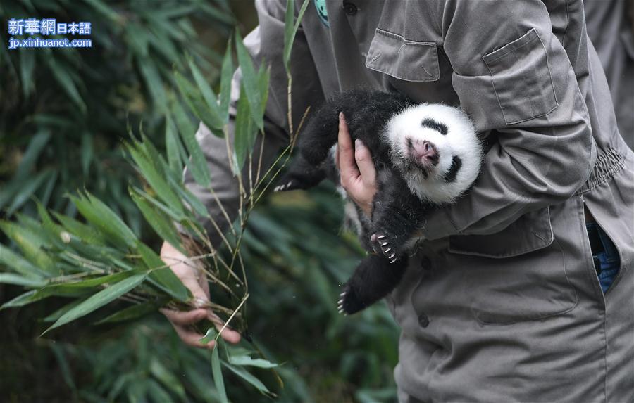 （社会）（4）中国大熊猫保护研究中心2017年繁育大熊猫幼仔42只