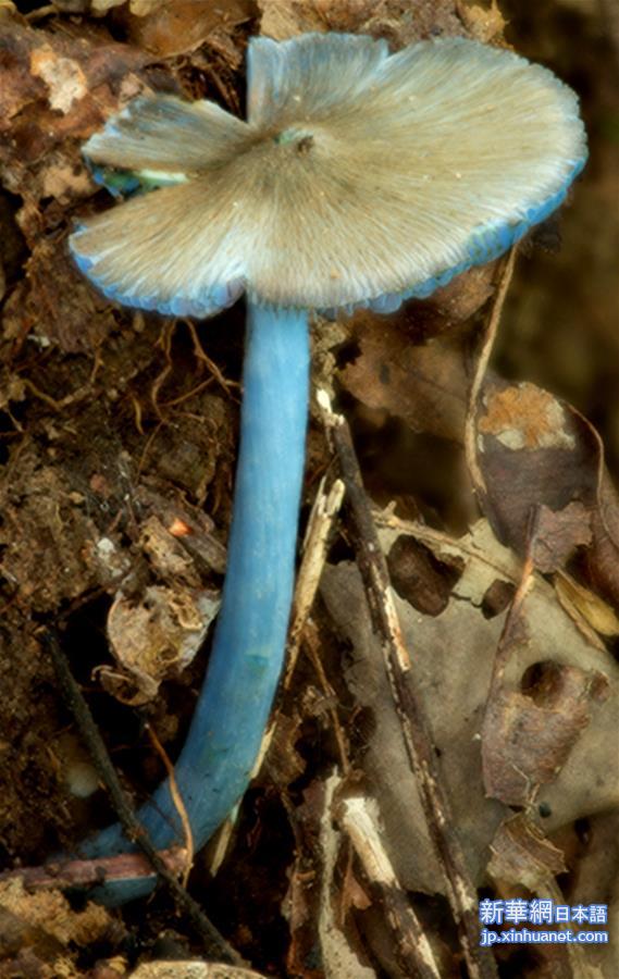 （图文互动）（2）云南发现一蓝色蘑菇新种