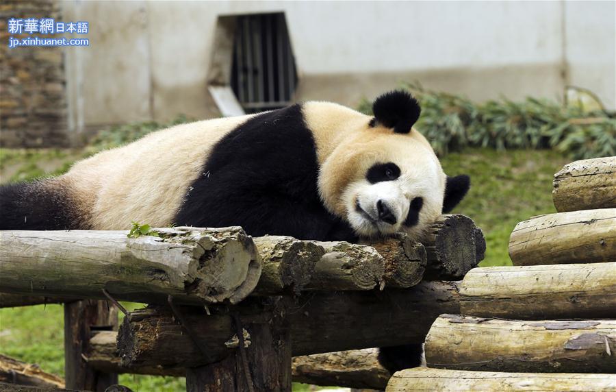 （社会）（3）四川卧龙神树坪基地大熊猫的安逸秋日生活