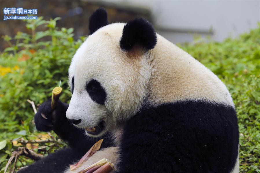 （社会）（5）四川卧龙神树坪基地大熊猫的安逸秋日生活