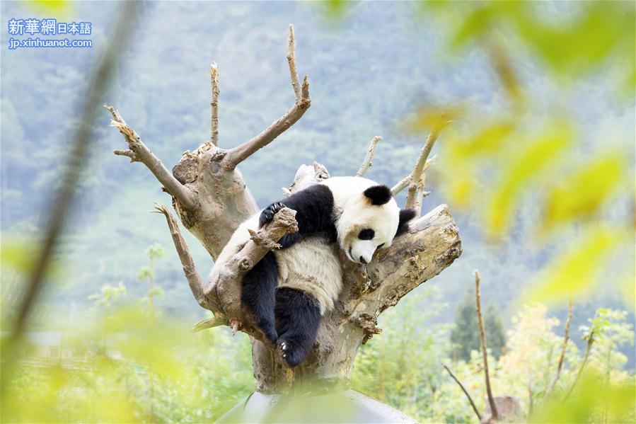 （社会）（6）四川卧龙神树坪基地大熊猫的安逸秋日生活