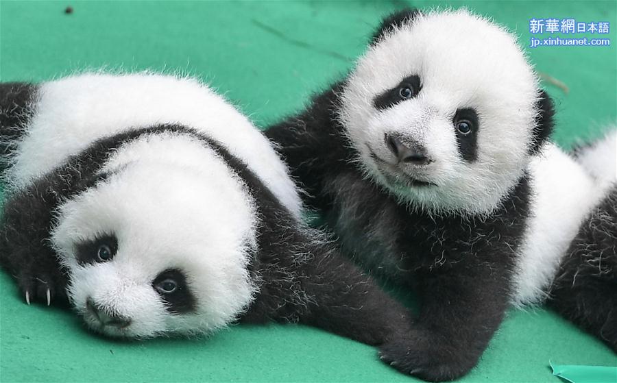 （社会）（2）全球圈养大熊猫种群规模达520只 