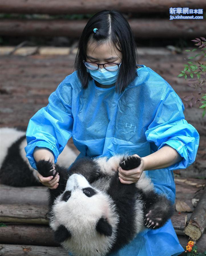 （社会）（4）全球圈养大熊猫种群规模达520只 