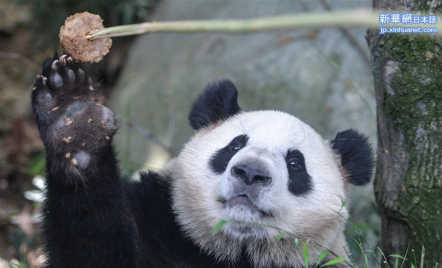 （社会）（5）全球圈养大熊猫种群规模达520只 