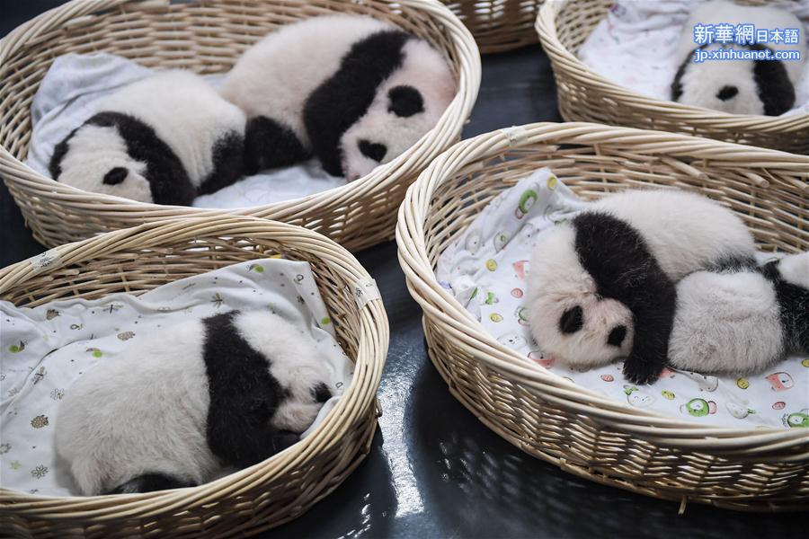 （社会）（7）全球圈养大熊猫种群规模达520只 