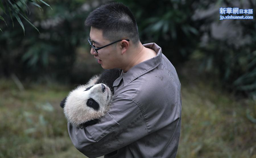 （社会）（8）全球圈养大熊猫种群规模达520只 