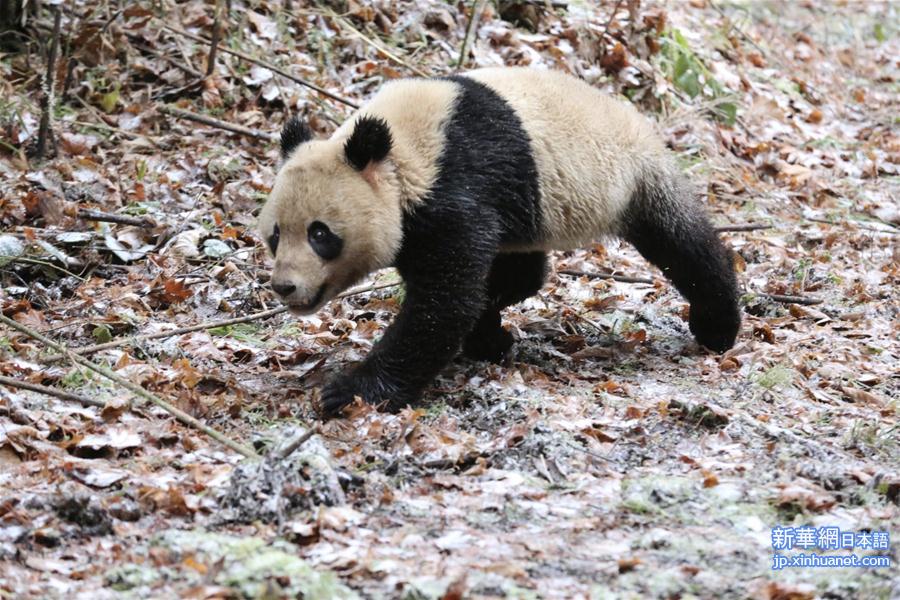 （图文互动）（2）大熊猫“八喜”“映雪”结伴回归大自然