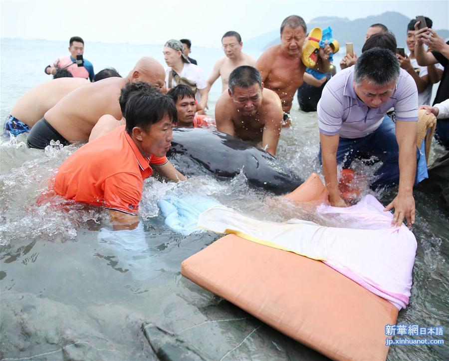 #（社会）（2）海南三亚：幼鲸海边搁浅获救