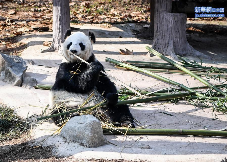 （社会）（1）大熊猫尽享冬日暖阳