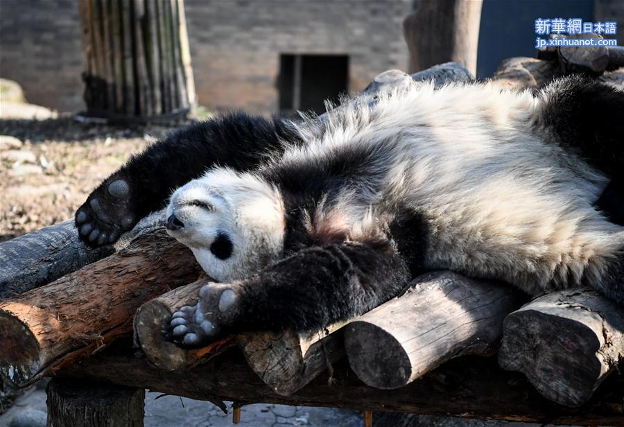 （社会）（4）大熊猫尽享冬日暖阳
