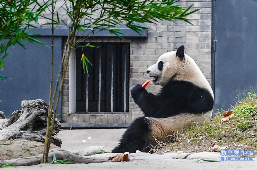 （社会）（6）海归大熊猫“暖暖”结束隔离检疫与公众见面