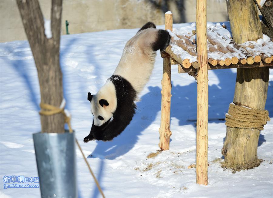 （社会）（1）辽宁沈阳：“功夫熊猫”雪中显身手