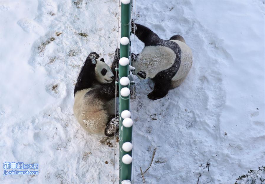 （社会）（6）辽宁沈阳：“功夫熊猫”雪中显身手