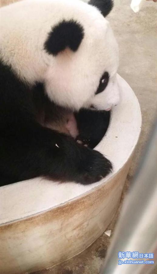 （国际）（1）旅马大熊猫“靓靓”诞下第二只宝宝