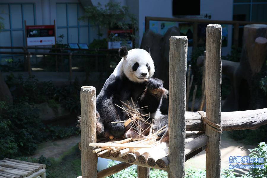 （国际）（3）旅马大熊猫“靓靓”诞下第二只宝宝