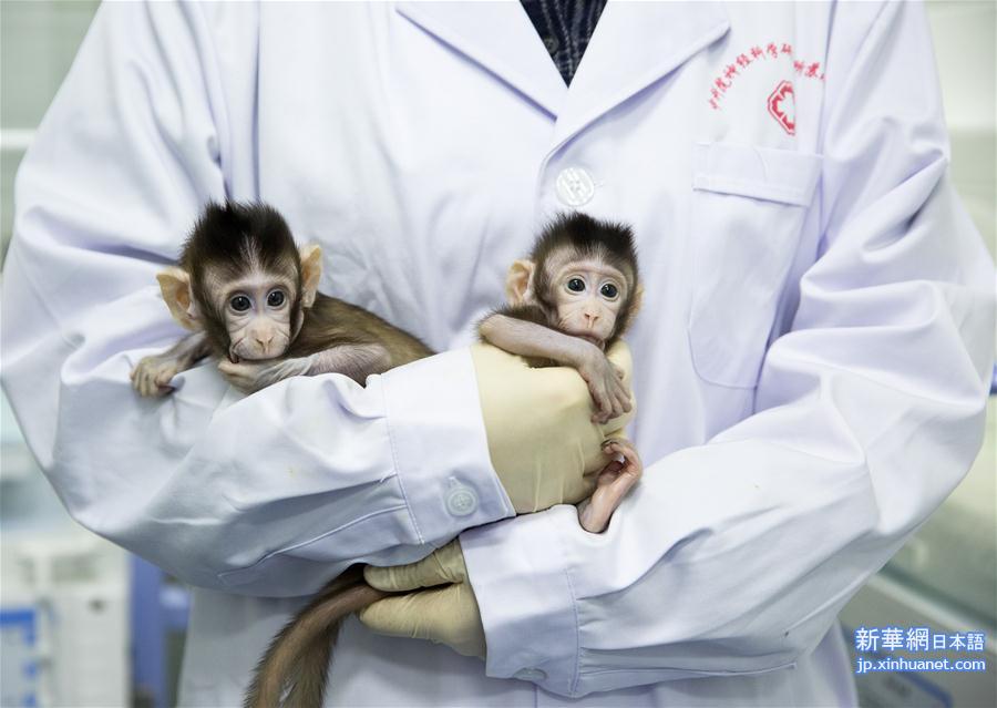 （新华视界）（5）世界生命科学重大突破！ 两只克隆猴在中国诞生