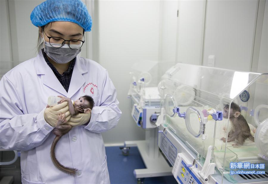 （科技）（10）世界生命科学重大突破！ 两只克隆猴在中国诞生