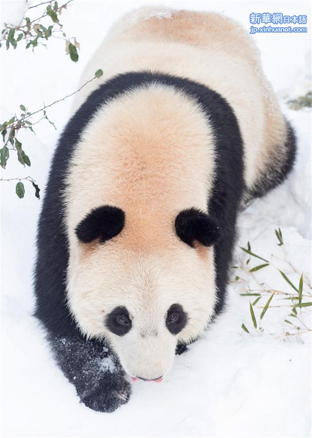 #（环境）（5）熊猫“戏”雪