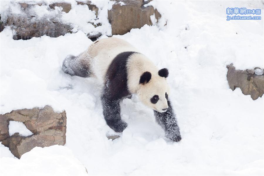 #（环境）（2）熊猫“戏”雪