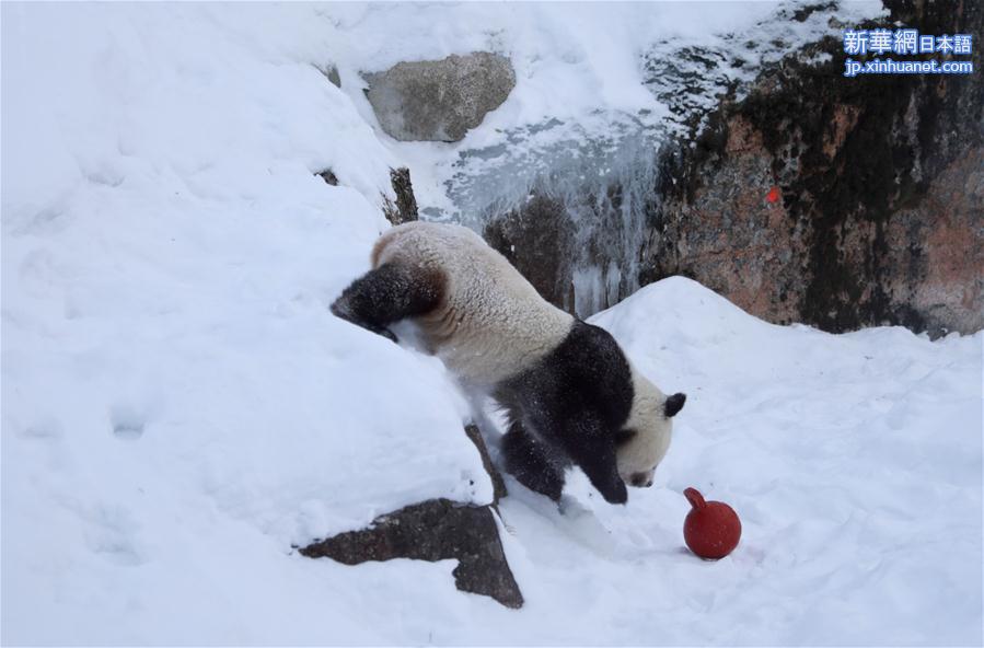 （国际）（1）旅芬大熊猫适应新环境