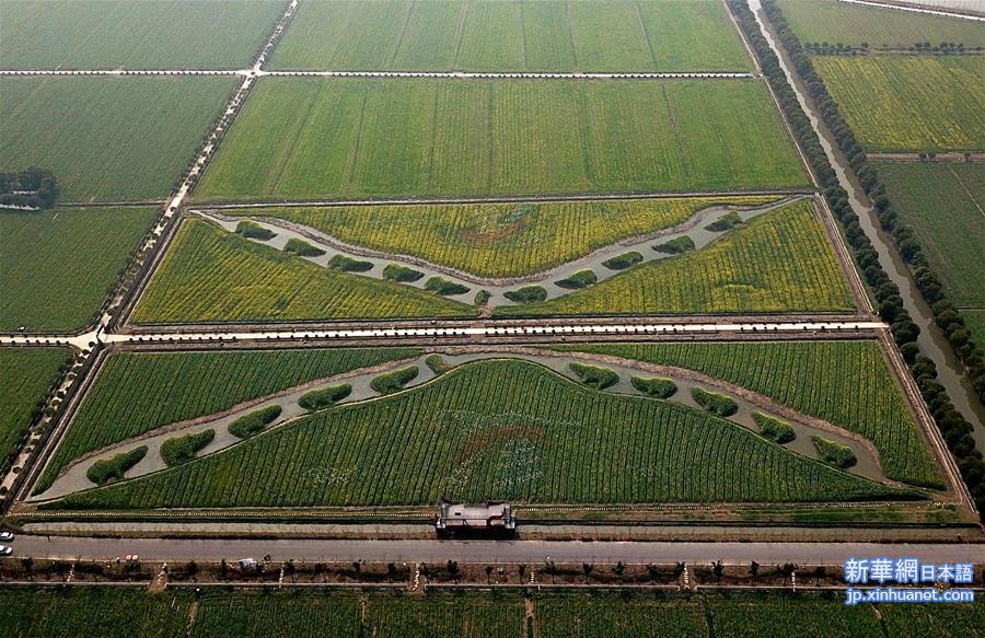 （新华网）（1）上海：油菜花地绘就“海上丝绸之路”