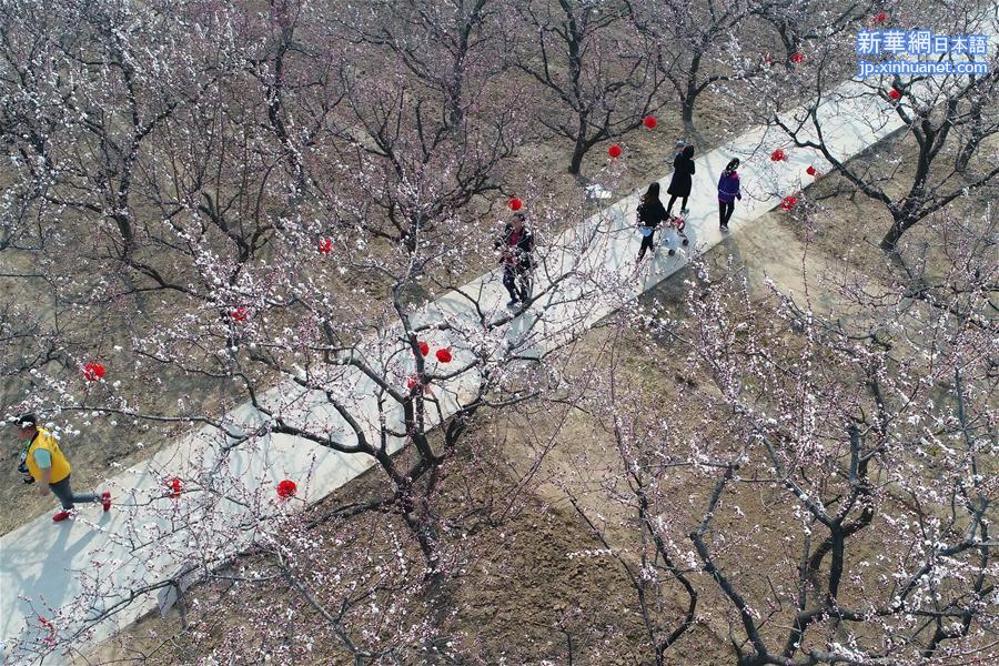 （春季美丽生态）（1）河北巨鹿：杏花开放迎客来