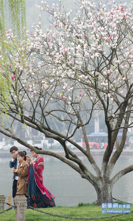 （环境）（1）杭州西湖：桃红柳绿
