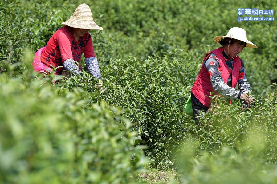 （经济）（2）江西乐平：春茶开采