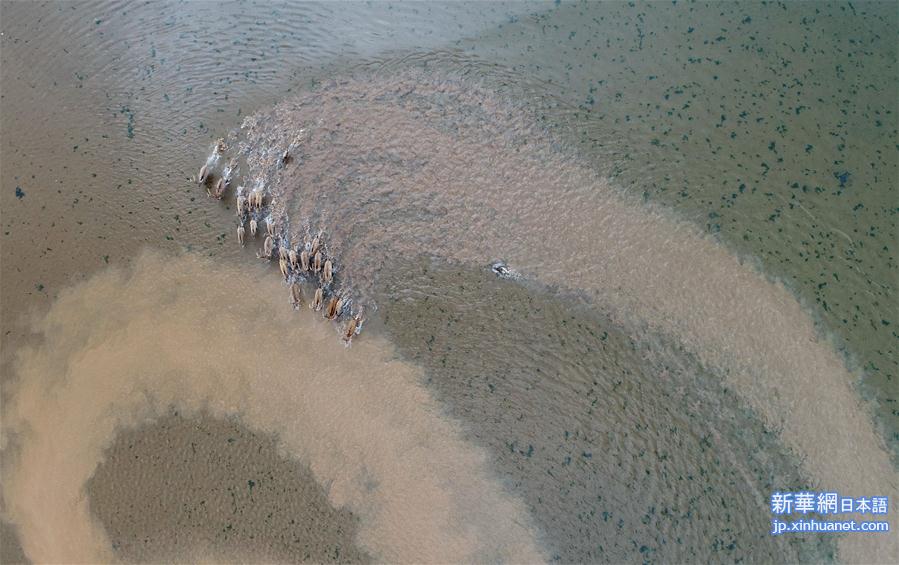 （图文互动）（1）江西首次在鄱阳湖湿地野放麋鹿