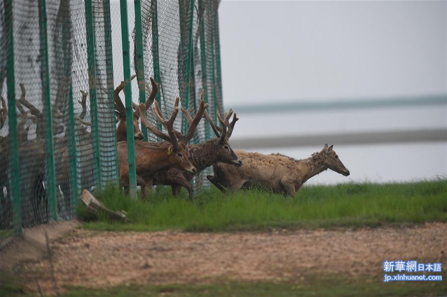 （图文互动）（4）江西首次在鄱阳湖湿地野放麋鹿