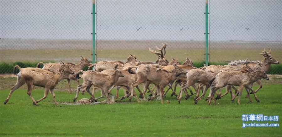 （图文互动）（8）江西首次在鄱阳湖湿地野放麋鹿