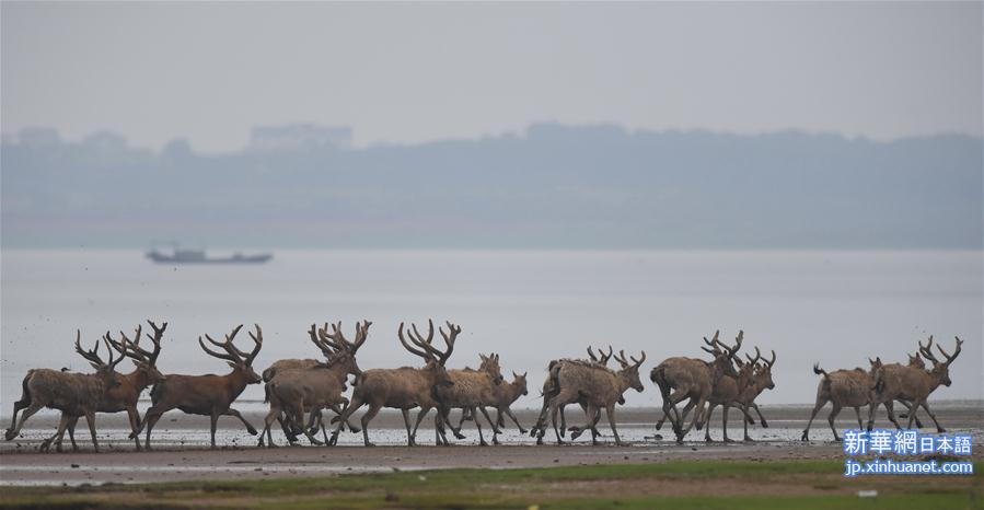 （图文互动）（10）江西首次在鄱阳湖湿地野放麋鹿