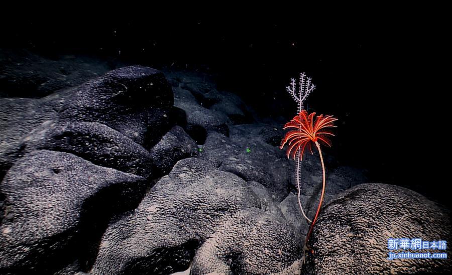 （XHDW）（5）西太平洋的“海底花园”