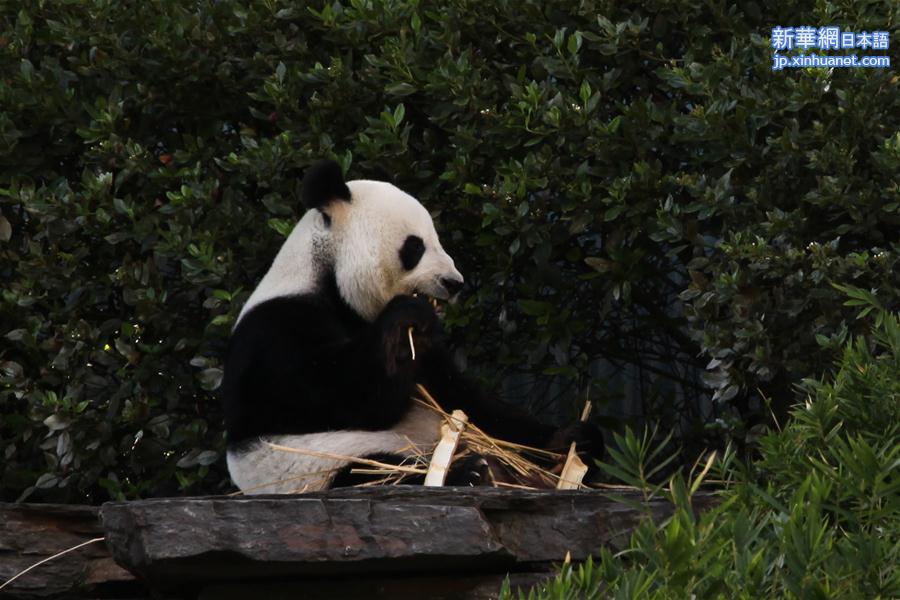 （新华视界）（1）阿德莱德动物园的大熊猫 