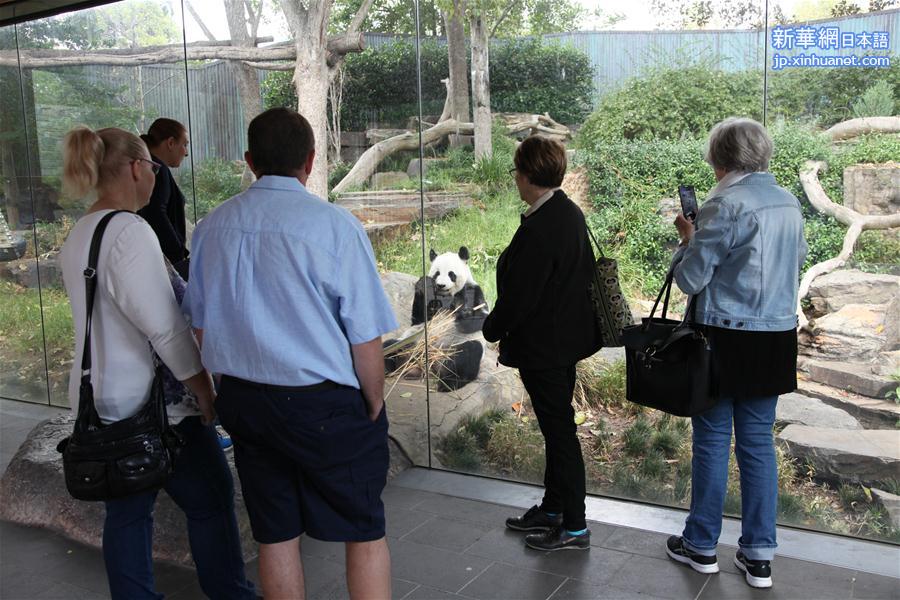 （新华视界）（3）阿德莱德动物园的大熊猫 