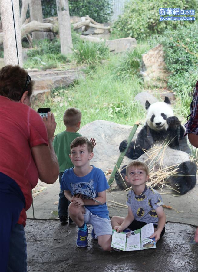 （新华视界）（5）阿德莱德动物园的大熊猫 