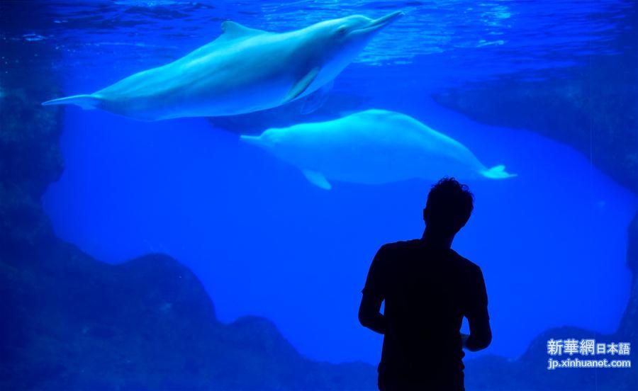 （图文互动）（4）全国首届“中华白海豚保护宣传日”活动在珠海启动