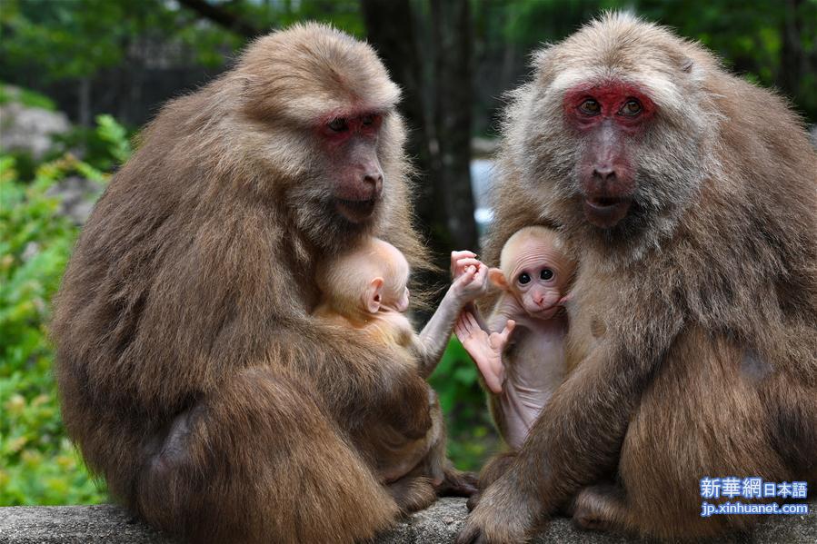 （生态）（5）福建武夷山：猕猴与人和谐相处