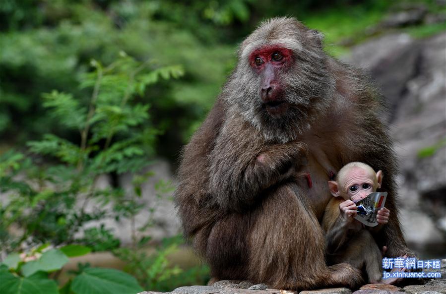 （生态）（6）福建武夷山：猕猴与人和谐相处