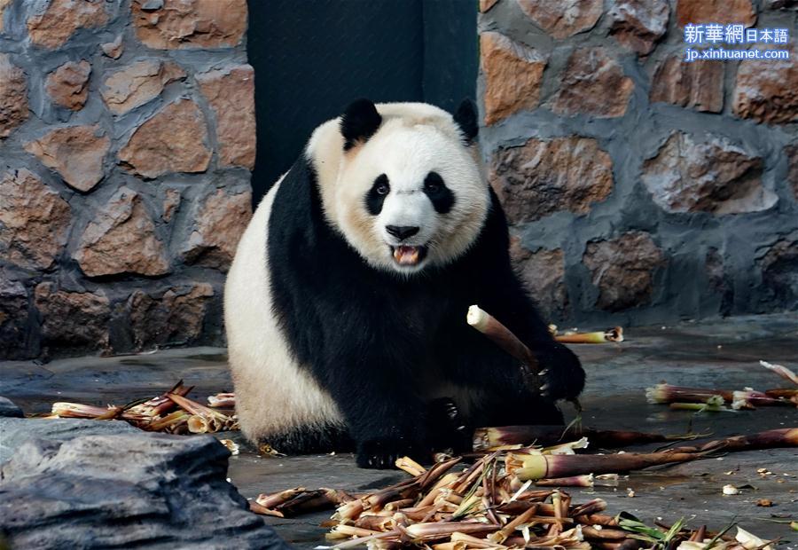 （社会）（2）四只大熊猫“做客”河北