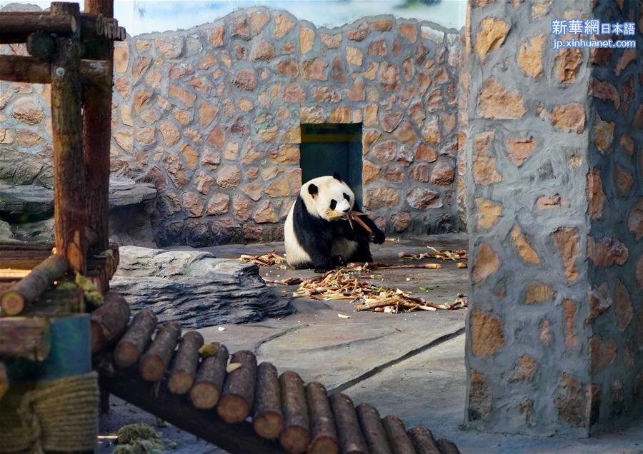 （社会）（3）四只大熊猫“做客”河北