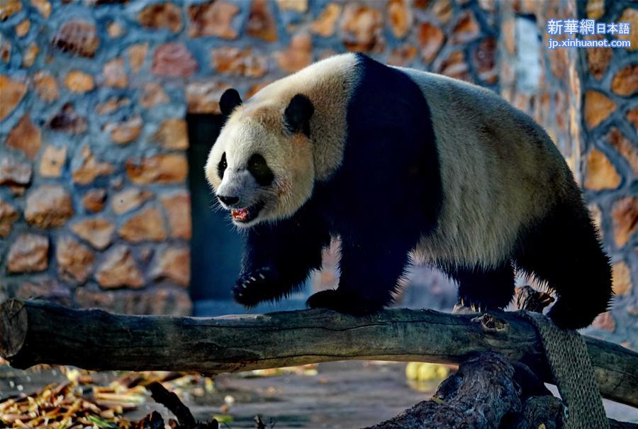 （社会）（4）四只大熊猫“做客”河北